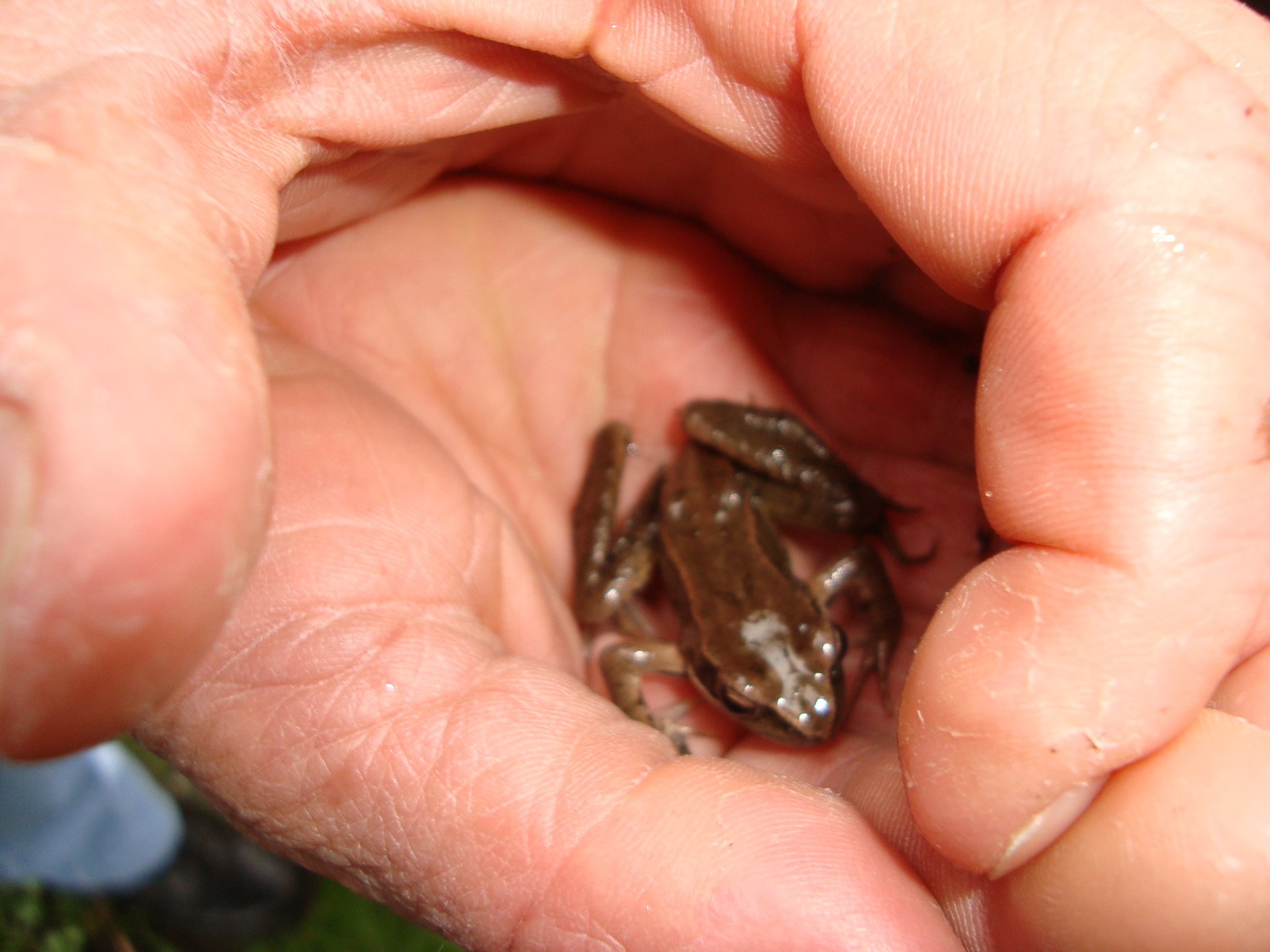 Ein kleiner Frosch sitzt in den Händen eines Kindes.