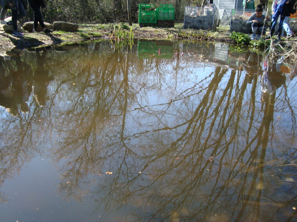 Teich auf dem Schulgelände, in dem sich die Bäume spiegeln.