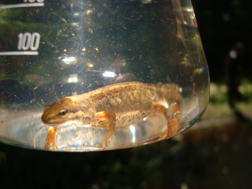 Ein Molch in einem Glasgefäß mit Wasser.