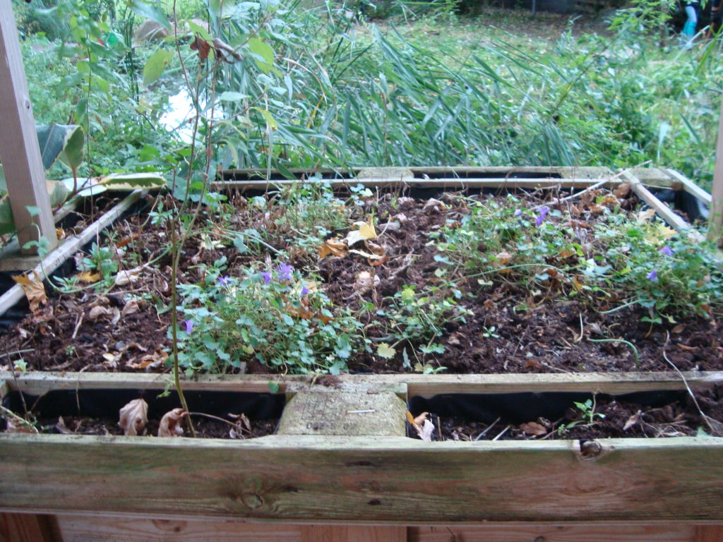 Bepflanztes Hochbeet im Schulgarten.