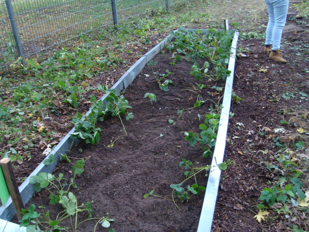 Hochbeet mit Pflänzchen am Teichgelände.